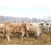 Image 8 : Kelly, Rita & Corey Fitzpatrick - 725# March Delivery Heifers - 68 Head (Glen Ewen, SK)