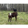 Image 6 : Box T Ranch - 560# October Delivery Steer Calves - 50 Head (Yeoford, AB)