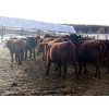Image 4 : Guichon Creek Ranch - 750# March Weaned Steers - 80 Head (Westwold, BC)