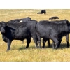 Image 7 : Boggy Springs Ranch - 26 Black Bred Heifers (Maple Creek, SK)