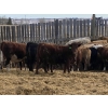 Image 6 : Ron Billings - 1050# March Delivery Heifers - 56 Head (Sundre, AB)