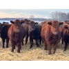 Image 2 : G & D Hunt - 740# Dec/Jan Delivery Weaned Steers - 135 Head (Jarvie, AB)