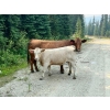 Image 10 : Squaw Valley Ranch - 840# October Delivery Steer Calves - 70 Head (Lumby, BC)
