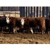 Image 3 : Ron Billings - 825# March Delivery Steers - 70 Head (Sundre, AB)