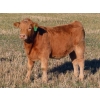 Image 6 : Beck Farms - 650# November Steer Calves - 45 Head (Lang, SK)