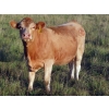 Image 5 : Taylor Enterprises Inc. - 900# September Delivery Grass Heifers - 134 Head (Wawota, SK)