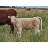 Image 3 : J&E Farms Ltd. - 620# November Delivery Heifer Calves - 80 Head (Tilley, AB)