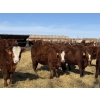 Image 4 : Jordan Livestock - 65 RBF Replacement Heifers (Rimbey, AB)
