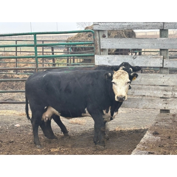 Flat Iron Farming - 2 Middle-Aged Cows (Pen 522)