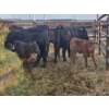 Image 2 : Rolling N Ranches (Nolan & Amanda Osadczuk) - 3 Black Heifer Pairs