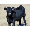 Image 12 : Warren Peters - 680# October Delivery Steer Calves - 34 Head (Hays, AB)