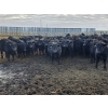 Image 4 : M.S. MacLean Livestock - 870# March Delivery Steers - 163 Head (Coaldale, AB)