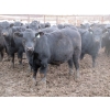 Image 5 : Cluny Colony - 790# November Weaned Steers - 51 Head (Cluny, AB)
