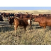 Image 4 : Niwa Ranching - 580# Steer Calves - 90 Head (Acadia Valley, AB)