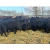 Image 4 : Zuchkan Farms Land & Livestock Ltd. - 50 Black Angus April/May Calving Bred Heifers (Foam Lake, SK)