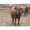 Image 12 : Lynden Land & Cattle - 900# June Delivery Steers - 50 Head (Linden, AB)