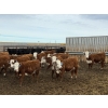 Image 3 : Anchor C Livestock - 725# April/May Delivery Heifers - 85 Head (Stirling, AB)