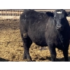 Image 7 : Jarokosky Farms - 980# April Delivery Steers - 64 Head (Lethbridge, AB)