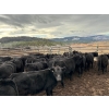 Image 6 : Nicola Ranch - 600# November Delivery Steer Calves - 310 Head (Merritt, BC) VBP+