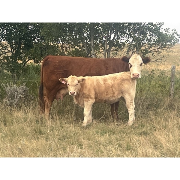 Muzyka Farms - 650# October Delivery Heifer Calves - 65 Head (Cereal, AB)