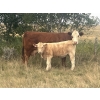 Image 1 : Muzyka Farms - 650# October Delivery Heifer Calves - 65 Head (Cereal, AB)