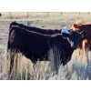 Marshall Murch - 530# October Delivery Steer Calves - 110 Head (Lancer, SK) VBP+