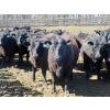Image 2 : GDS Enterprises Ltd. - 23 Black Angus Replacement Heifers (Burstall, SK)