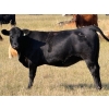 Image 8 : Riverbend Ranch - 825# September Delivery Grass Heifers - 400 Head (Scotfield, AB)