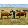 Image 7 : Wilson Grande Coulee Ranch - 600# Sept/Oct Delivery Heifer Calves - 30 Head (East Coulee, AB) VBP+