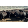 Image 5 : Stump Lake Ranch - 880# April Delivery Heifers - 69 Head (Cache Creek, BC) *ADDED LOT*