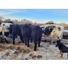Image 18 : Loch Lomond Livestock Ltd. - 725# March Delivery Steers - 45 Head (Eyebrow, SK)