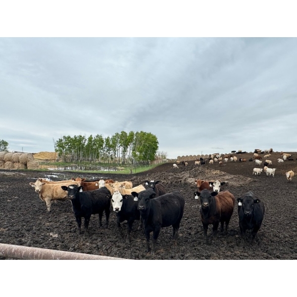 Luke & Jen Smith - 810# June/July Delivery Heifers - 75 Head (Rhein, SK)