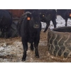 Image 5 : Jeff MacMillan - 815# April Weaned Heifers - 70 Head (Marquette, MB)