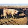 Image 9 : Wade Fewings - 650# March/April Delivery Steers - 71 Head (Pierson, MB) VBP+