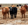 Image 3 : Calvin Reykdal - 775# March Delivery Steers - 160 Head (Vogar, MB) VBP+