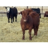 Image 5 : Resch Ranch - 920# March Delivery Steers - 108 Head (Leader, SK) VBP+