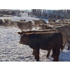 Image 5 : Pleasant View Farms - 860# February Weaned Steers - 125 Head (Irma, AB)