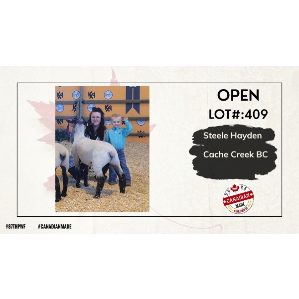 Open Sheep - Steele Hayden - Cache Creek BC