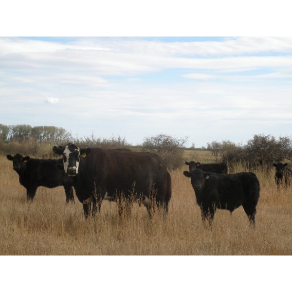 Susy Friesen - 575# October Delivery Steer Calves - 65 Head (Patricia, AB)