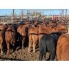 Image 5 : K4 Land & Cattle - 520# November Delivery Steer Calves - 35 Head (Eriksdale, MB)