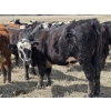 Image 12 : Nelson Creek Ranch - 21 BBF/BWF Replacement Heifers (Claresholm, AB)
