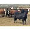 Image 2 : Midpoint Farms - 1000# May Delivery Steers - 62 Head (Drayton Valley, AB)