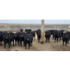 Image 7 : Jim & Ryan Geldreich - 900# March/April Delivery Steers - 68 Head (Bow Island, AB)