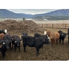 Image 4 : Guichon Creek Ranch - 630# April Delivery Heifers - 85 Head (Westwold, BC)