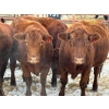 Image 3 : Black Diamond Land & Cattle - 5 Second & Third Calvers (Pen 131)