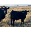 Image 7 : Jordan & Kelli Hoopfer - 660# November Delivery Steer Calves - 90 Head (Gadsby, AB)