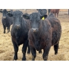 Image 4 : Habraken Farms Ltd. - 960# March Delivery Steers - 63 Head (Scandia, AB)