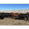 Image 5 : Hillsvale Farming Co. Ltd. - 40 Angus/Angus X Fed Steers (Cut Knife, SK)
