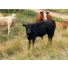 Image 4 : Circus Coulee Cattle (Robert & Jordy Hoff) - 530# November Steer Calves - 95 Head (Dorothy, AB)