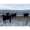 Image 5 : Kris Springer - 950# November Delivery Open Grass Heifers - 130 Head (Foam Lake, SK)